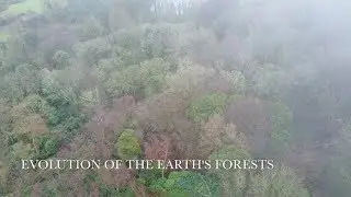 Evolution of the Earth's Forests