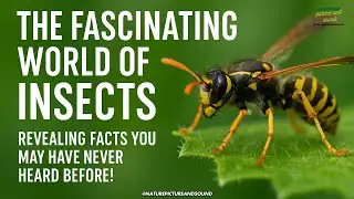 Amazing Insect Facts You Didn&rsquo;t Know! | Mind-Blowing Nature Secrets 🐜✨
