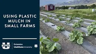 Using Plastic Mulch in Small Farms