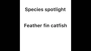 Featherfin Catfish quick Species Spotlight #shorts