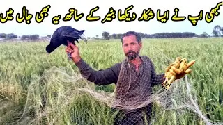 quail hunting by net in pakistan / batair ka shikar / بٹیر کا شکار / bird hunting very munda