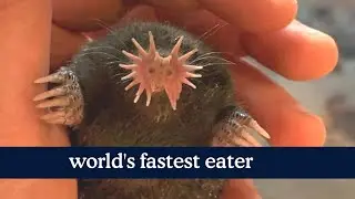star noised mole | world's fastest eater | hmd creativity