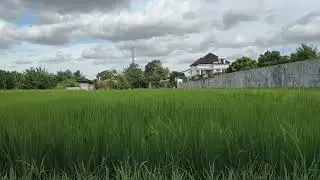Calm and refreshing place... Hidden gem in Jogja Indonesia....