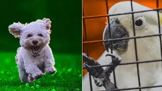 Baby Animals 🔴 Funny Parrots and Cute Birds|Reaction to 30 funny videos of parrots|