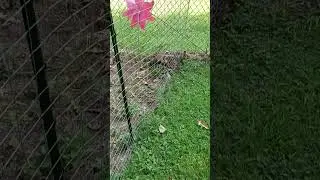 Groundhog trapped himself inside my garden fence #groundhogs