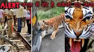 Alert 🚨 don't skip this 🐆 tiger attack IN hiren। tiger attack 🙏