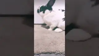 Rest n peace Mickey❤️❤️❤️❤️🐇🐇🐇🕊🕊🕊🕊🕊