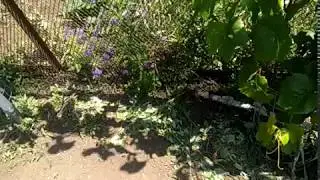 23 июня виноград свенсон ред,гриф и ватра