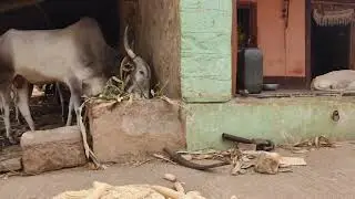 ರೈತ ಕುಟುಂಬ ಹಾಗೂ ಮುಧೋಳ ನಾಯಿಗಳು #mudholdog #khilarihori #farmer