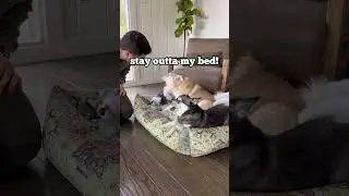 Mini Husky FINALLY SNAPS At Noisy Alaskan Klee Kai Brother 🔥