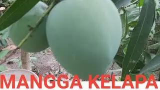 MANGGA KELAPA JUMBO 087860260091