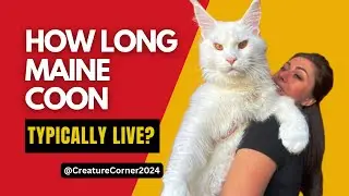 How long do Maine Coon Cats typically live