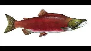 Salmon of Redfish Lake