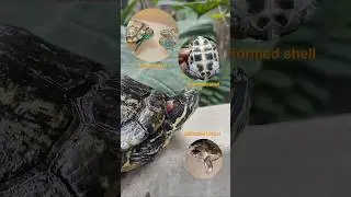 How to prevent diseases in Red eared slider turtles? 🐢 #turtle #pets #petcare #shorts
