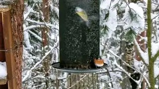 Wild Birds on Wolf Hill in Norway,  january 2022