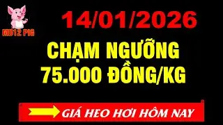Gi&aacute; heo hơi h&ocirc;m nay 14/01/2026| CHẠM NGƯỠNG 75.000 ĐỒNG/ KG | md12pig #giaheohoihomnay #giaheohoi