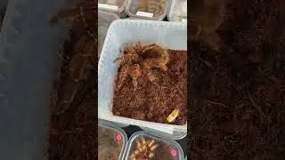 Большой паук на продажу