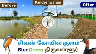 Ponds of Pandeshwaram - Sivan Temple Pond Restoration | #BlueGreenTiruvallur