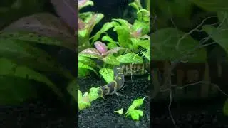 Pangio kuhlii🐟 #acuario #acuariosplantados #exoticfishes #fyp #viral #animal #acuarios #peceras #fy