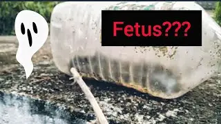 Mukhang FETUS tong nasa loob ng Galon sa sementeryo