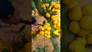How to cut sweet lemon fruit