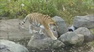 Tiger at Orsa Predator Park sep oct 2015
