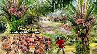 Ada Yang Iri.! Kebun Sawit Yg Saya Panen Banyak Buah Hasil Melimpah