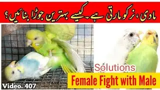 Why Female Parrot Fight with Male Parrot? Pairing Solutions in Urdu / Hindi By |Arham|., Video. 407