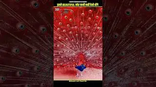 इतने सुन्दर मोर कभी नहीं देखे होंगे😱 | Top 5 Most Beautiful Peacock Breed | #shorts #facts #trending