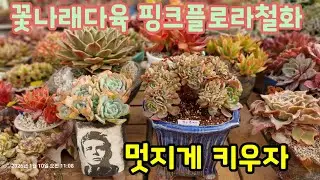 핑크플로라철화 대품 분갈이해요 💕 요즘 제대로 멋진 다육이  꽃나래다육의 핑크플로라철화 대품 💕 멋져요! 