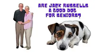 Are Jack Russells a Good Dog For Seniors?