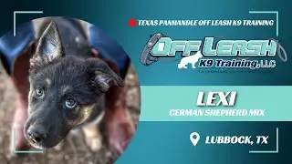 Lexi, The 11wk German Shepherd Mix| Best Dog Trainers in Lubbock Texas