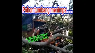 Pohon tumbang menimpa kendaraan