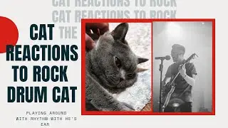 cat reactions to rock drum cat #shorts