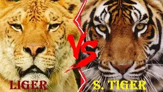 Liger VS Tiger - Liger VS Siberian Tiger Who Would Win