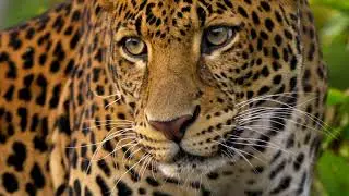 । Copyright free, No copyright stock footage, Royalty free animal videos for youtube || Leopard