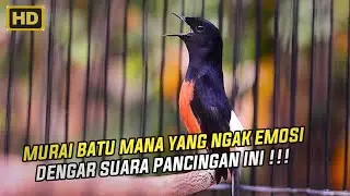 Pancingan murai batu agar bunyi dan emosi bongkar isian @Argon459