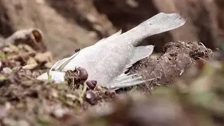 Dead fish wash up on Lake Victoria's shores