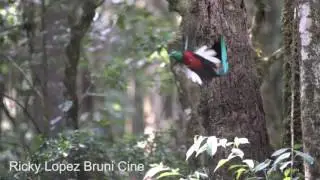 El Quetzal, ave nacional de Guatemala