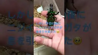 ニジイロクワガタが息を引き取った