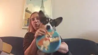Finn the Corgi - The Dapper Dog Box Review