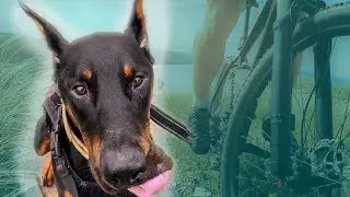 Doberman Running With Bike!😂 GoPro 2019 vlog