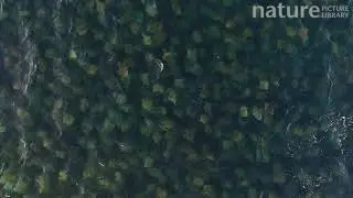 Wide angle aerial shot of a school of Munk's devil rays, Sea of Cortez, Baja California, Mexico