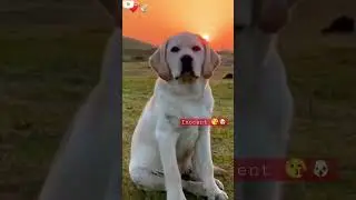 #animalloverworld ❤️🐶