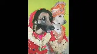 Dog shadi