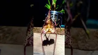 🦧:: Monkey face orchid flowers 🦧:: 🌾#shortvideo 🦧🌾::#images :: 🦧🌾