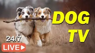 🔴[LIVE] DOG TV: Relaxing Music & Videos to Keep Dogs Calm When Home Alone - Relax Music for Dogs