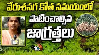 వేరుశనగ కోతలో తీసుకోవాల్సిన జాగ్రత్తలు | Groundnut Harvesting Tips | 10TV News