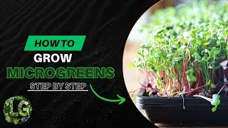 How to grow Microgreens step by step