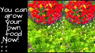 My Backyard Gardening Experience in Miami Florida | Garden DIY | Blossoms With Hope